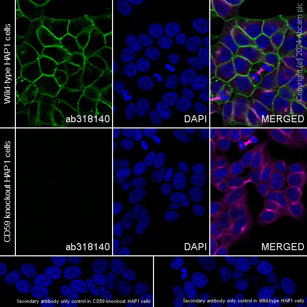 Immunocytochemistry/ Immunofluorescence - Anti-CD59 antibody [EPR28954-50] - BSA and Azide free (AB318141)