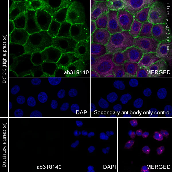 Immunocytochemistry/ Immunofluorescence - Anti-CD59 antibody [EPR28954-50] - BSA and Azide free (AB318141)