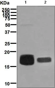Western blot - Anti-CD59 antibody [EPR6425(2)] (AB133707)