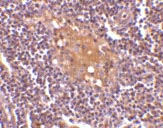 Immunohistochemistry (Formalin/PFA-fixed paraffin-embedded sections) - Anti-CD5L/CT-2 antibody (AB45406), expandable thumbnail