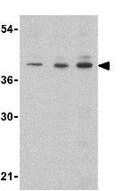 Western blot - Anti-CD5L/CT-2 antibody (AB45406), expandable thumbnail