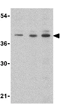Western blot - Anti-CD5L/CT-2 antibody (AB45406)