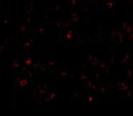 Immunocytochemistry/ Immunofluorescence - Anti-CD5L/CT-2 antibody (AB45408)