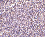 Immunohistochemistry (Formalin/PFA-fixed paraffin-embedded sections) - Anti-CD5L/CT-2 antibody (AB45408), expandable thumbnail