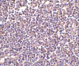 Immunohistochemistry (Formalin/PFA-fixed paraffin-embedded sections) - Anti-CD5L/CT-2 antibody (AB45408)