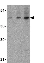 Western blot - Anti-CD5L/CT-2 antibody (AB45408)