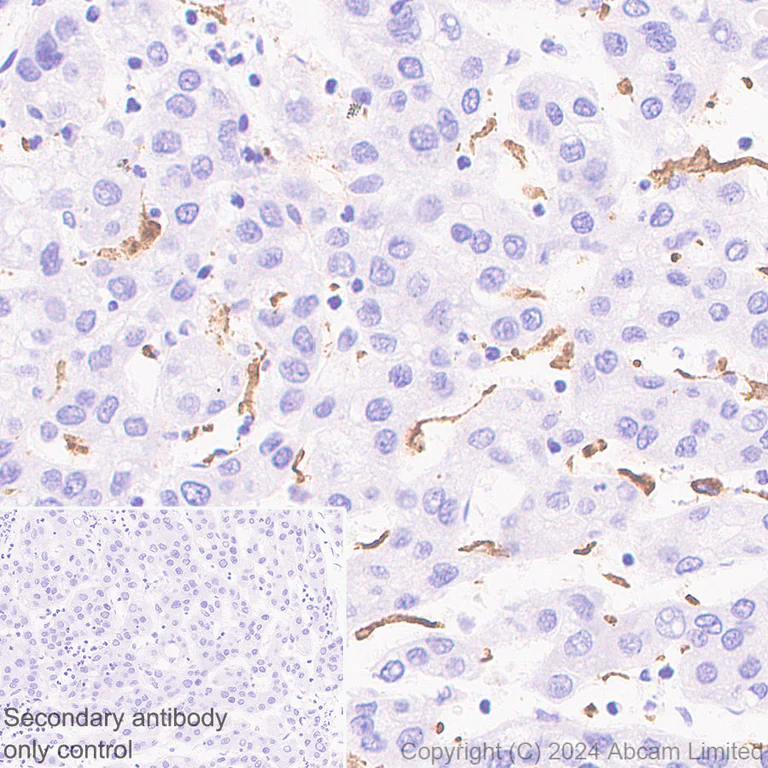 Immunohistochemistry (Formalin/PFA-fixed paraffin-embedded sections) - Anti-CD5L/CT-2 antibody [EPR29363-540] (AB323268)