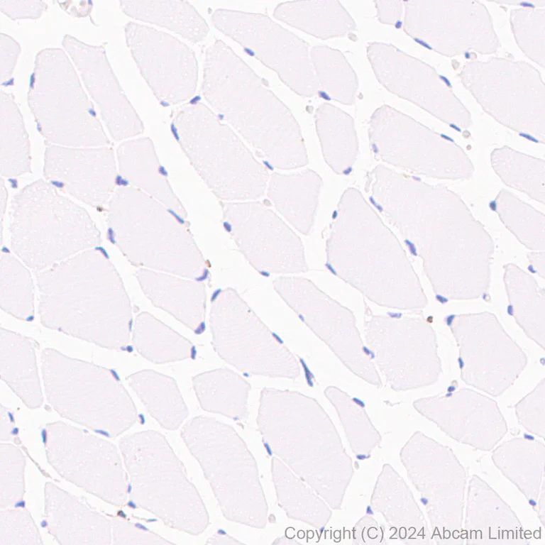 Immunohistochemistry (Formalin/PFA-fixed paraffin-embedded sections) - Anti-CD5L/CT-2 antibody [EPR29363-540] (AB323268)