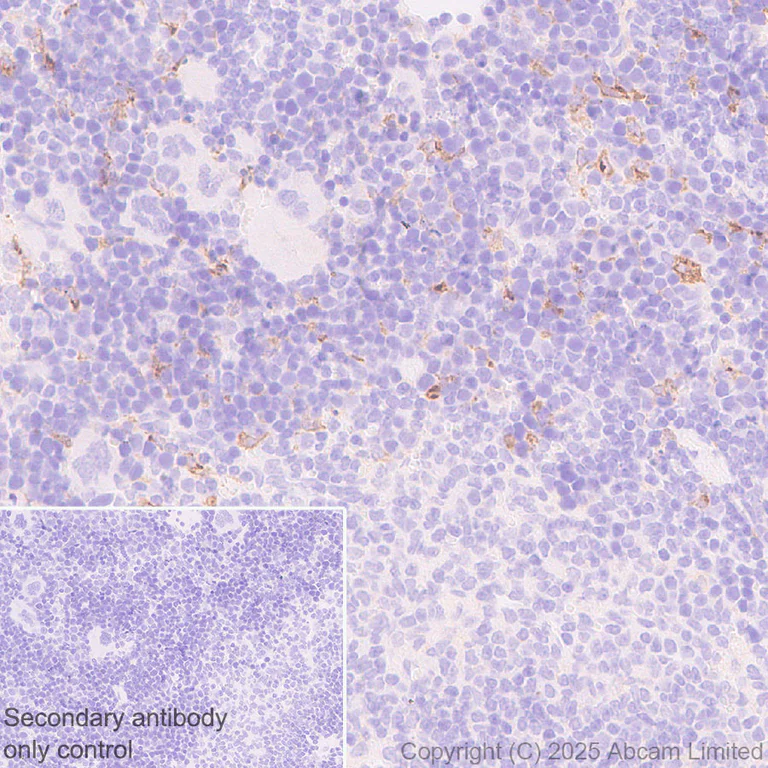 Immunohistochemistry (Formalin/PFA-fixed paraffin-embedded sections) - Anti-CD5L/CT-2 antibody [EPR29364-21] (AB324193)