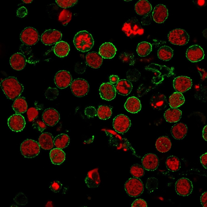 Immunocytochemistry - Anti-CD6/T12 antibody [3F7B5] - BSA and Azide free (AB213007), expandable thumbnail