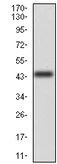 Western blot - Anti-CD6/T12 antibody [5A10A2] (AB204949)