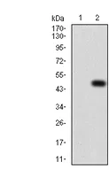 Western blot - Anti-CD6/T12 antibody [5A10A2] (AB204949)
