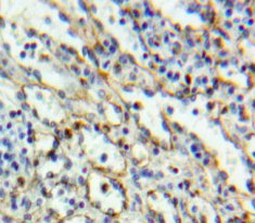 Immunohistochemistry (Formalin/PFA-fixed paraffin-embedded sections) - Anti-CD6/T12 antibody (AB231314)