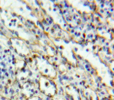 Immunohistochemistry (Formalin/PFA-fixed paraffin-embedded sections) - Anti-CD6/T12 antibody (AB231314)