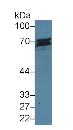 Western blot - Anti-CD6/T12 antibody (AB231314)