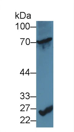 Western blot - Anti-CD6/T12 antibody (AB231314)