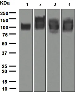 Western blot - Anti-CD6/T12 antibody [EPR4056] (AB109218)