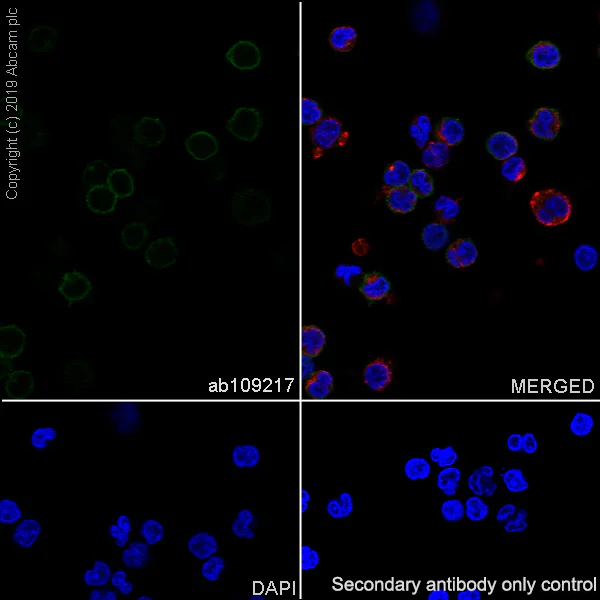 Immunocytochemistry/ Immunofluorescence - Anti-CD6/T12 antibody [EPR4057] - BSA and Azide free (AB247795)