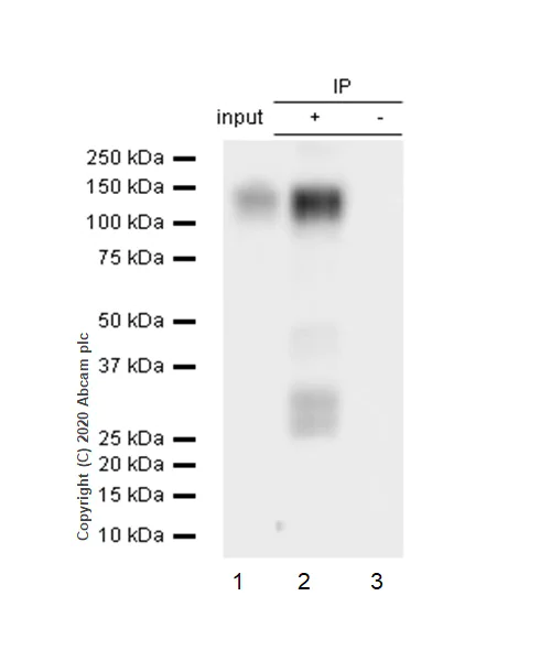 Immunoprecipitation - Anti-CD6/T12 antibody [EPR4057] - BSA and Azide free (AB247795)