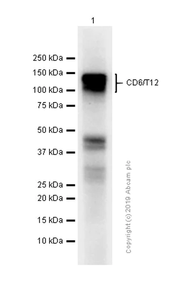 Western blot - Anti-CD6/T12 antibody [EPR4057] - BSA and Azide free (AB247795)