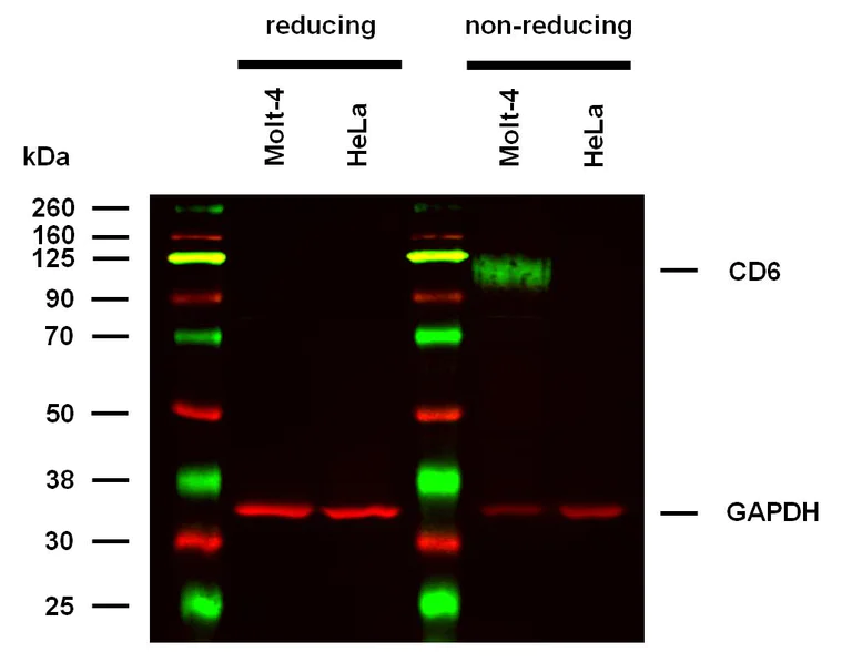 Western blot - Anti-CD6/T12 antibody [MEM-98] (AB9181)