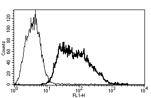 Flow Cytometry - Anti-CD62E antibody [B-P7] - BSA and Azide free (AB47075)