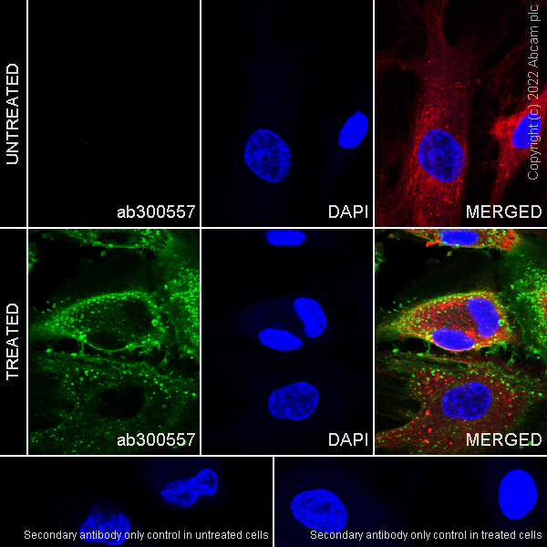 Immunocytochemistry/ Immunofluorescence - Anti-CD62E antibody [EPR25616-62] - BSA and Azide free (AB300558), expandable thumbnail