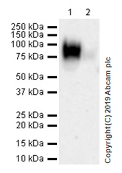 Western blot - Anti-CD62L antibody [EPR17012-27] (AB253240), expandable thumbnail