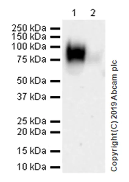 Western blot - Anti-CD62L antibody [EPR17012-27] (AB253240)