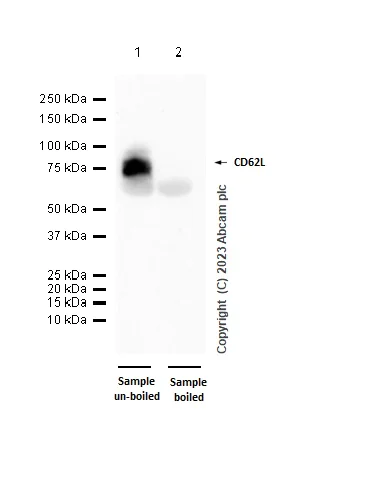 Western blot - Anti-CD62L antibody [EPR17012-35] (AB253241)