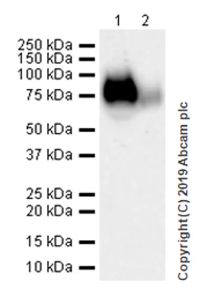 Western blot - Anti-CD62L antibody [EPR17012-35] - BSA and Azide free (AB254204)