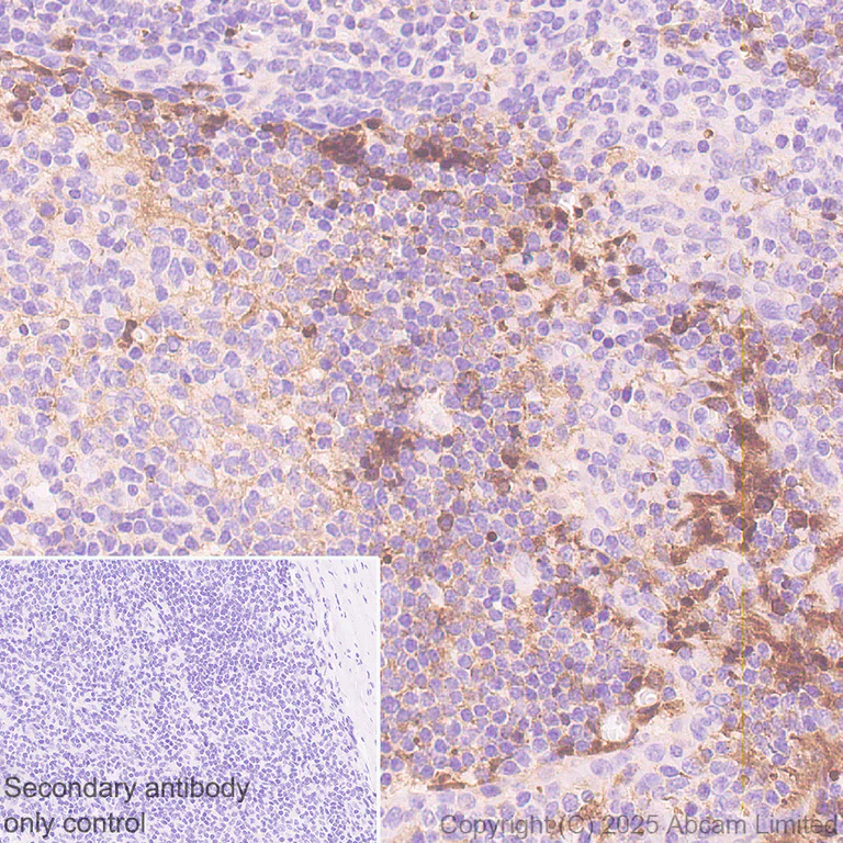 Immunohistochemistry (Formalin/PFA-fixed paraffin-embedded sections) - Anti-CD62L antibody [EPR30513-525] (AB324590)