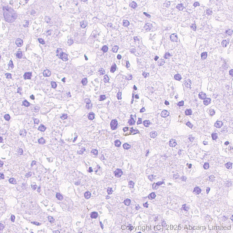 Immunohistochemistry (Formalin/PFA-fixed paraffin-embedded sections) - Anti-CD62L antibody [EPR30513-525] (AB324590)