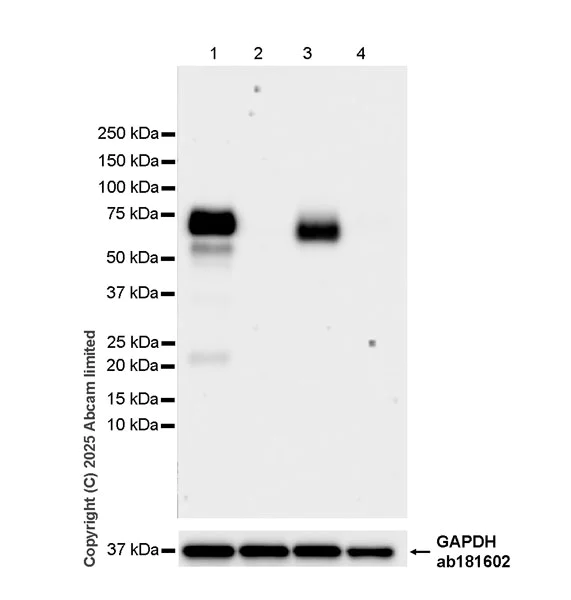 Western blot - Anti-CD62L antibody [EPR30513-525] (AB324590)