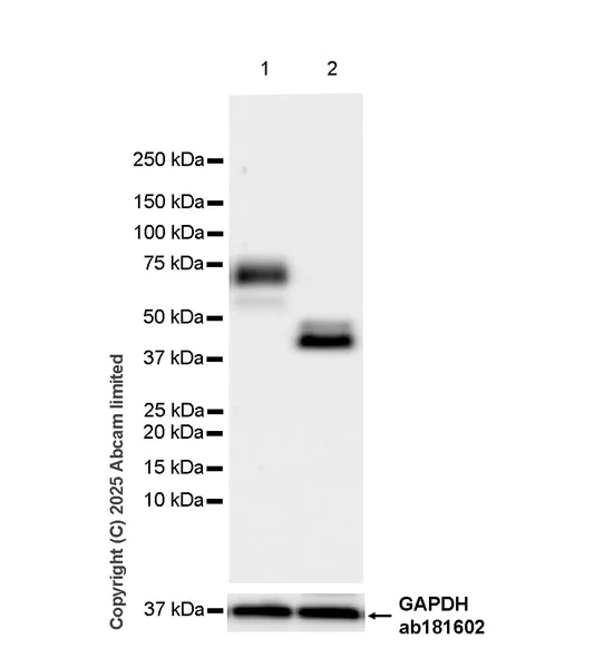 Western blot - Anti-CD62L antibody [EPR30513-525] (AB324590)