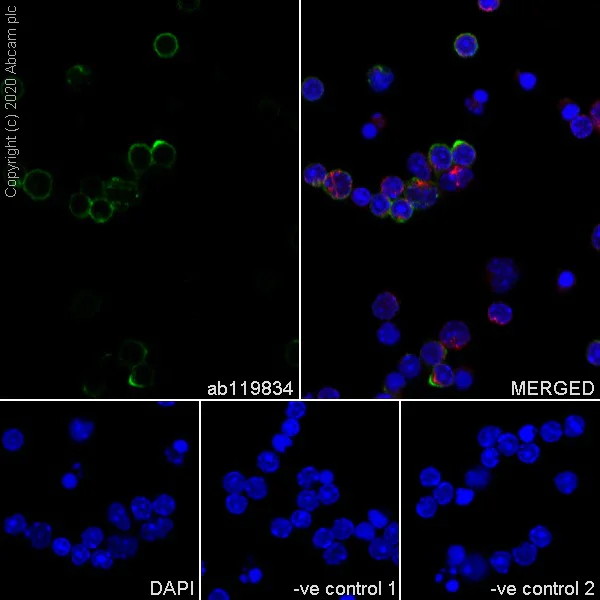 Immunocytochemistry/ Immunofluorescence - Anti-CD62L antibody [MEL-14] (AB119834)