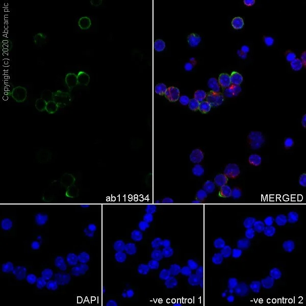 Immunocytochemistry/ Immunofluorescence - Anti-CD62L antibody [MEL-14] - BSA and Azide free (AB256147)