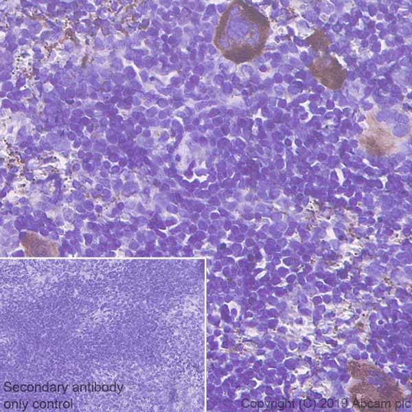 Anti-CD62P antibody [EPR22850-190] - BSA and Azide free