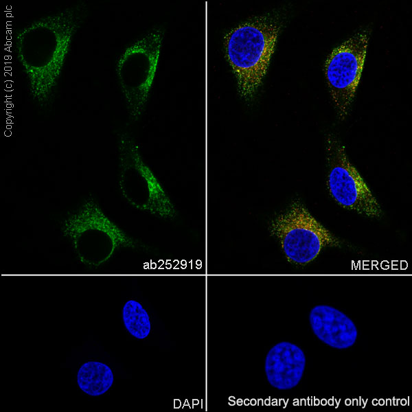 Immunocytochemistry/ Immunofluorescence - Anti-CD63 antibody [EPR22458-280] (ab252919), expandable thumbnail