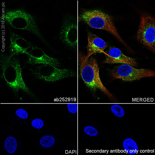 Immunocytochemistry/ Immunofluorescence - Anti-CD63 antibody [EPR22458-280] - BSA and Azide free (AB254011)