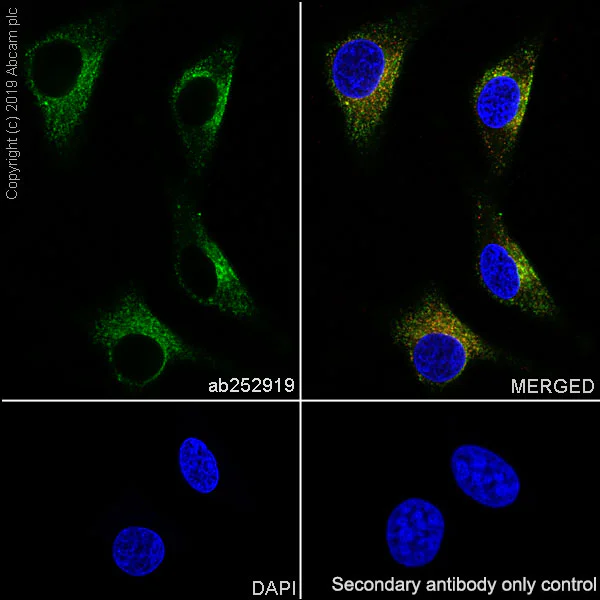 Immunocytochemistry/ Immunofluorescence - Anti-CD63 antibody [EPR22458-280] - BSA and Azide free (AB254011)
