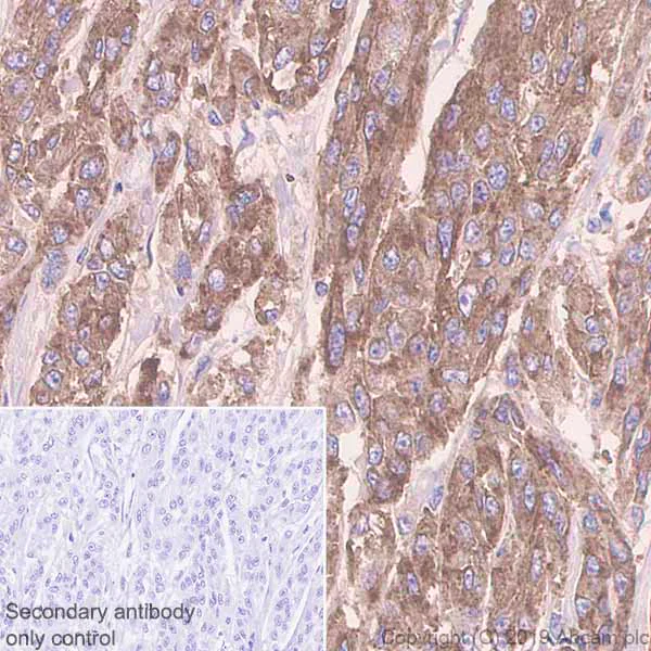 Immunohistochemistry (Formalin/PFA-fixed paraffin-embedded sections) - Anti-CD63 antibody [EPR22458-280] - BSA and Azide free (AB254011)