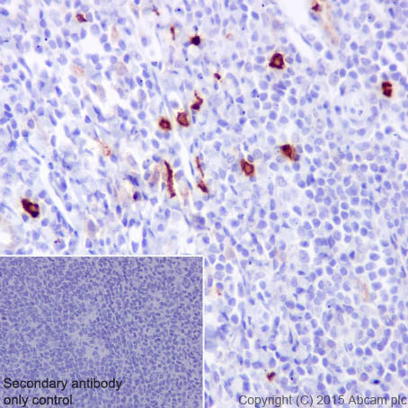 Immunohistochemistry (Formalin/PFA-fixed paraffin-embedded sections) - Anti-CD63 antibody [EPR5702] - BSA and Azide free (AB215821)