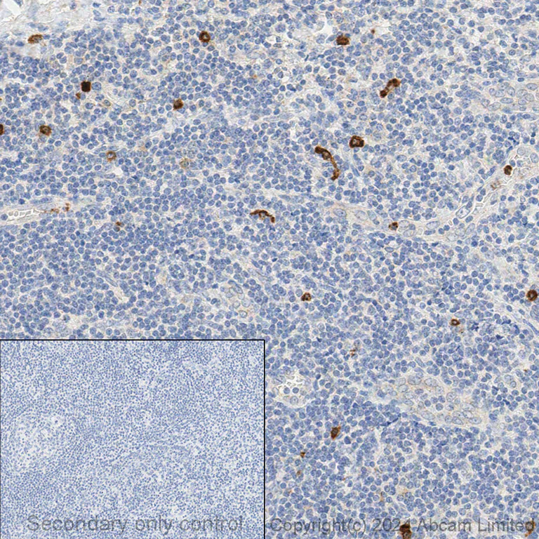 Immunohistochemistry (Formalin/PFA-fixed paraffin-embedded sections) - Anti-CD63 antibody [EPR5702] - Late Endosome Marker (AB134045)