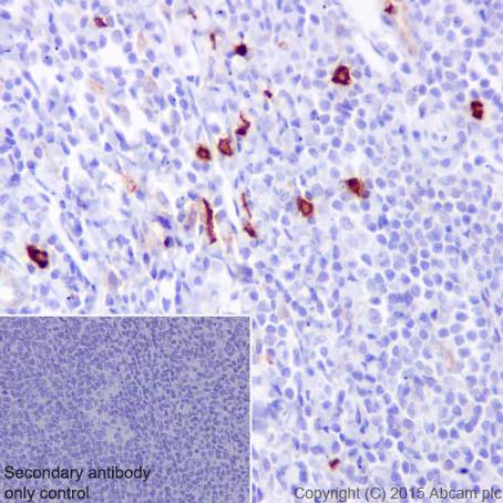 Immunohistochemistry (Formalin/PFA-fixed paraffin-embedded sections) - Anti-CD63 antibody [EPR5702] - Late Endosome Marker (AB134045)