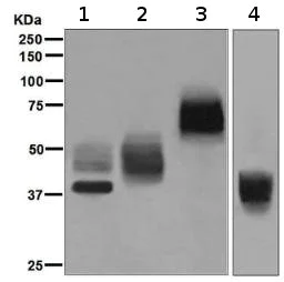 Western blot - Anti-CD63 antibody [EPR5702] - Late Endosome Marker (AB134045)