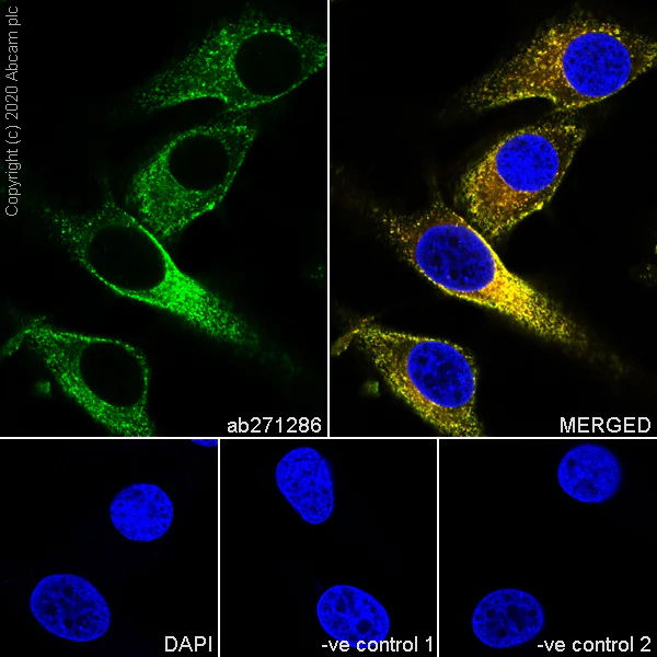 Anti-CD63 抗体 [KILL150A] (ab271286) | Abcam