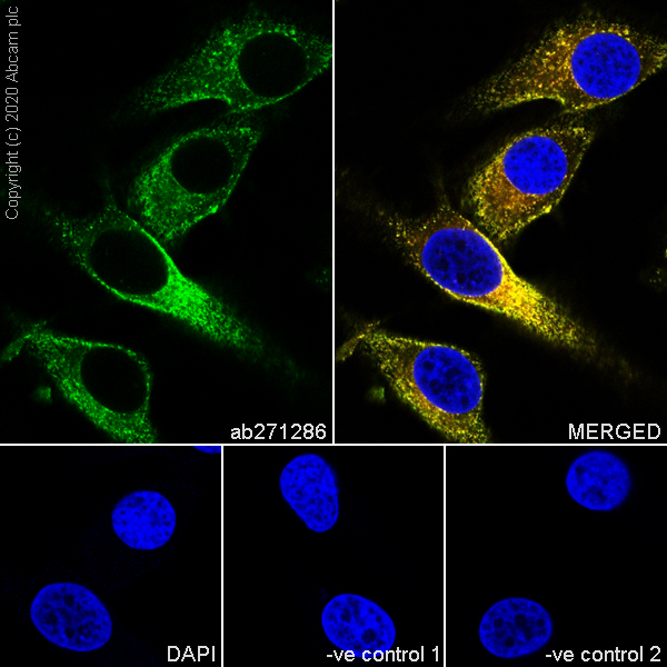Anti-CD63 antibody [KILL150A] - BSA and Azide free (ab271296) | Abcam