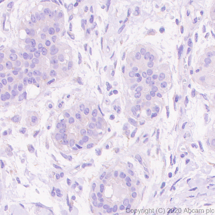 Anti-CD63 antibody [KILL150A] - BSA and Azide free (ab271296