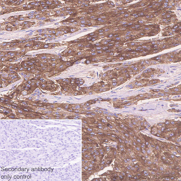 Anti-CD63 antibody [KILL150A] - BSA and Azide free (ab271296) | Abcam
